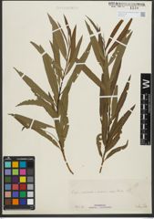 Foto von Salix purpurea L. x Salix viminalis L.